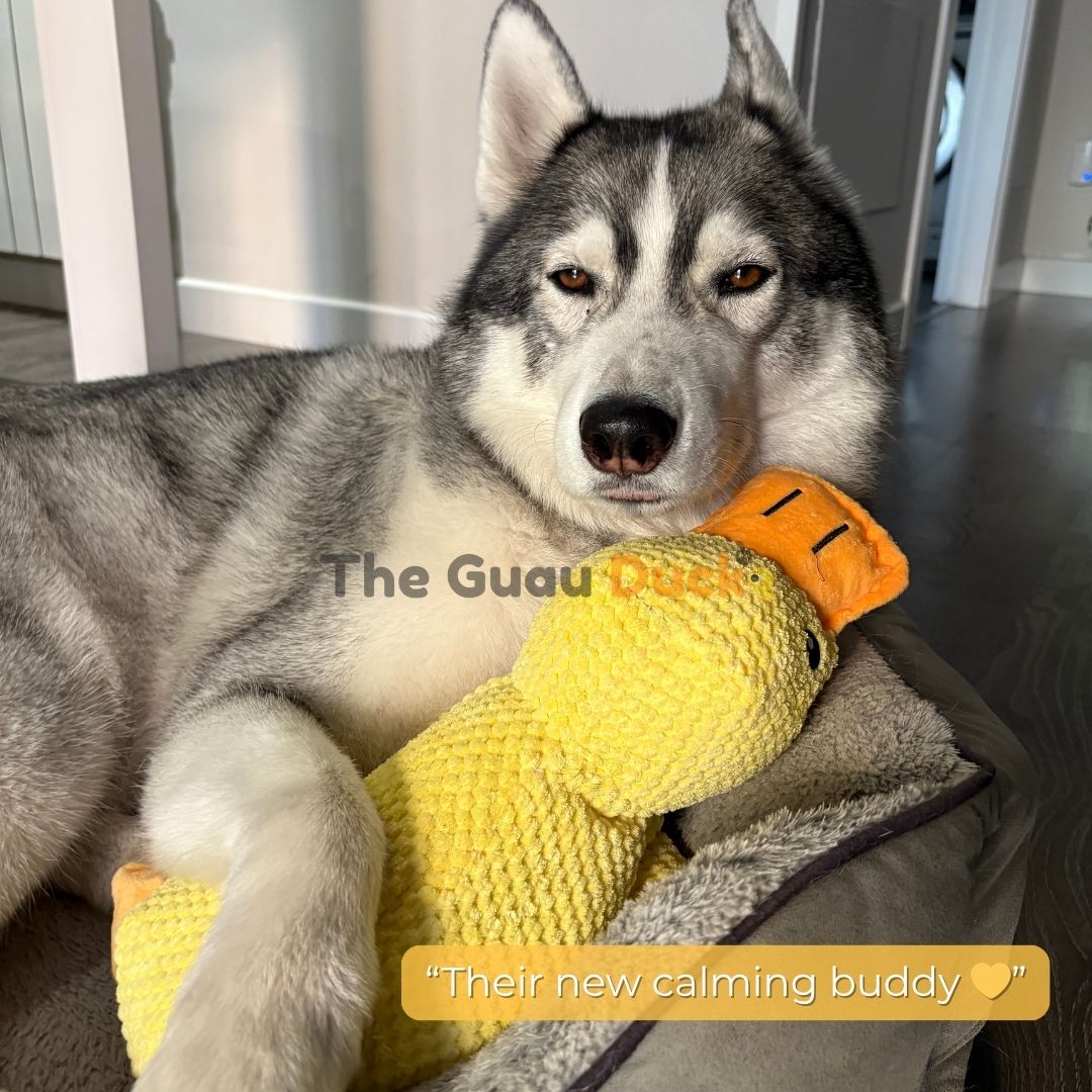 “SnuggleQuack™ – The Calming & Durable Duck Toy
