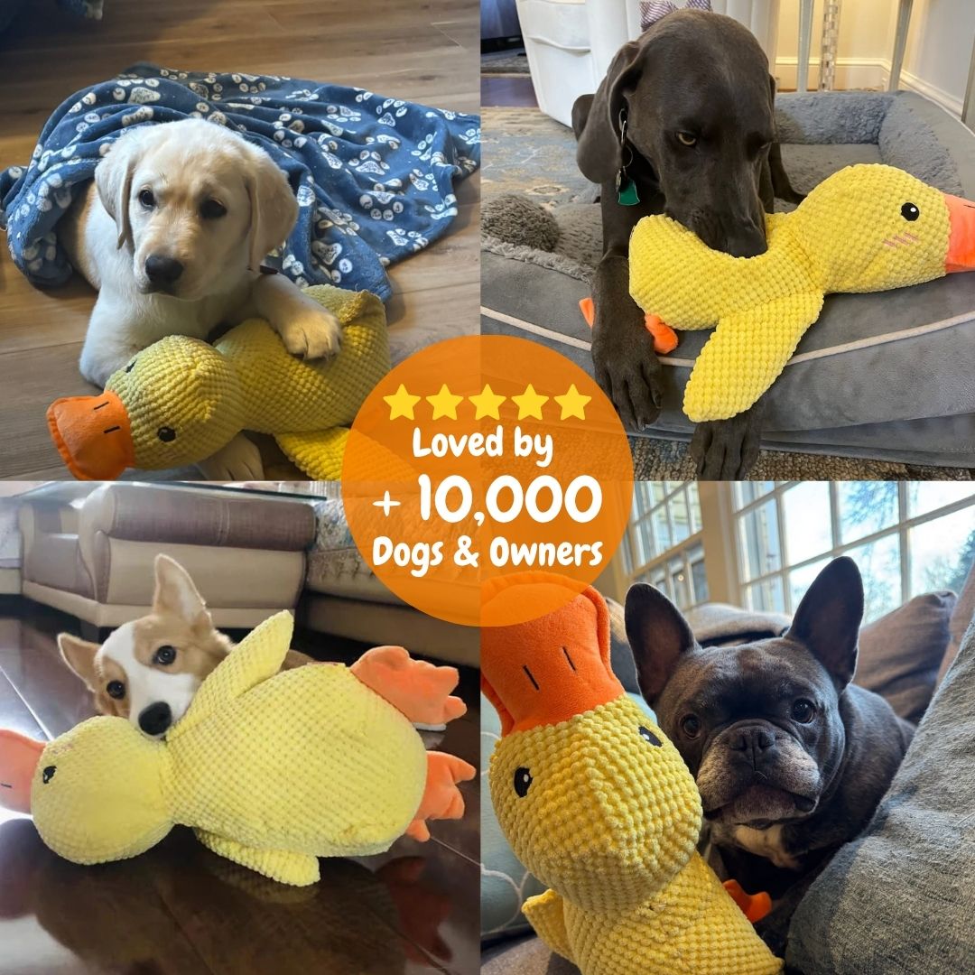 “SnuggleQuack™ – The Calming & Durable Duck Toy